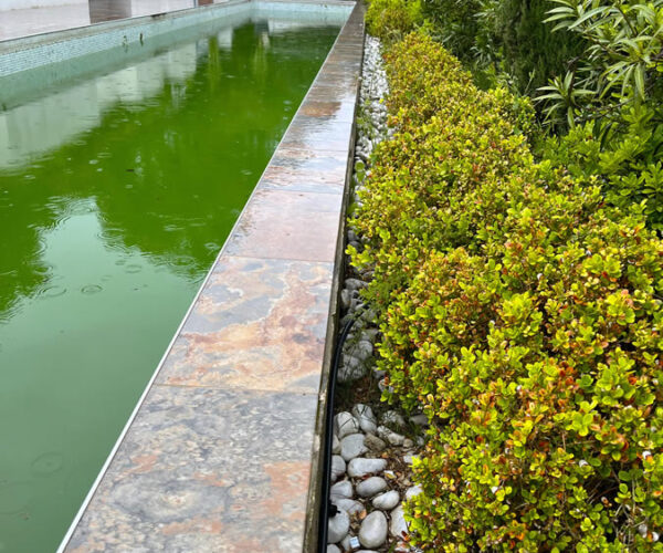 Piscine à l’eau verte avant entretien